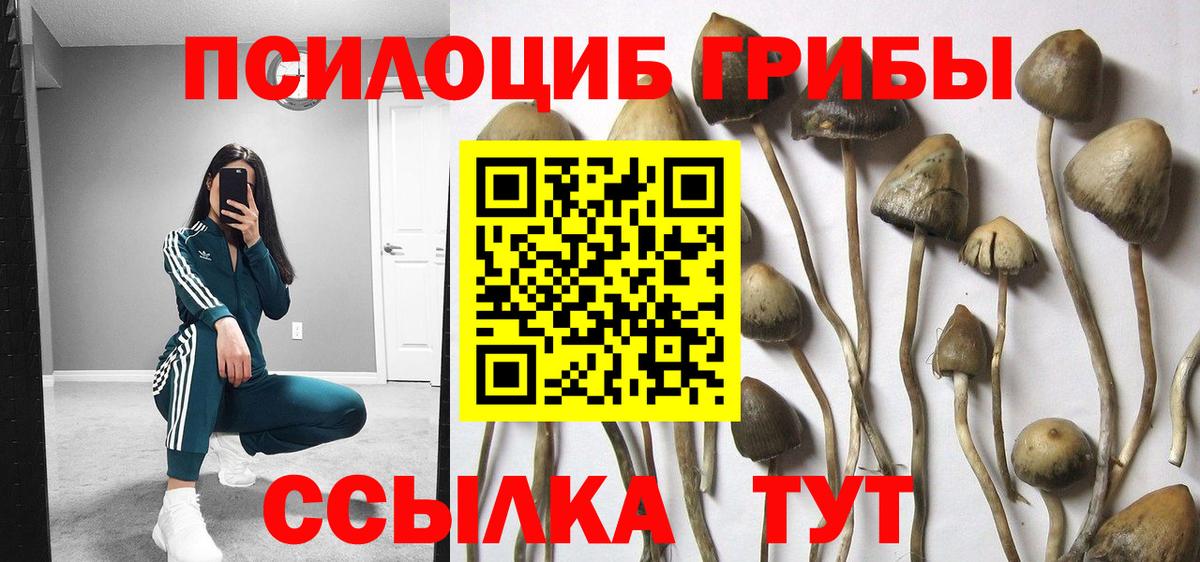 Сосновый Бор  Галлюциногенные грибы MAGIC MUSHROOMS  Вход с VPN 